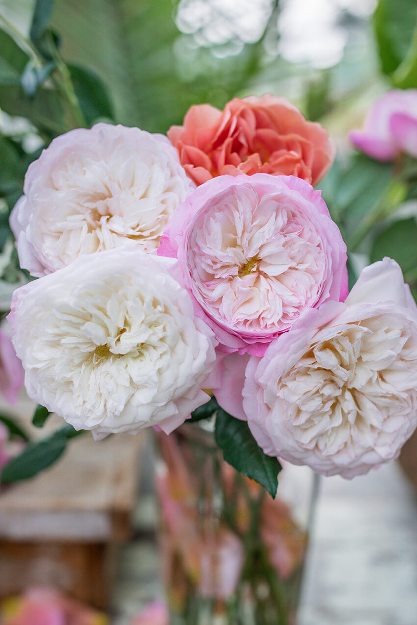 Garden Roses for Any Occasion